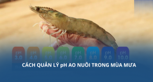 Cách quản lý pH ao nuôi trong mùa mưa